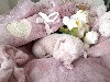  - 3 magnifiques bébés Pli  crèmes sont nés il y a quelques jours 