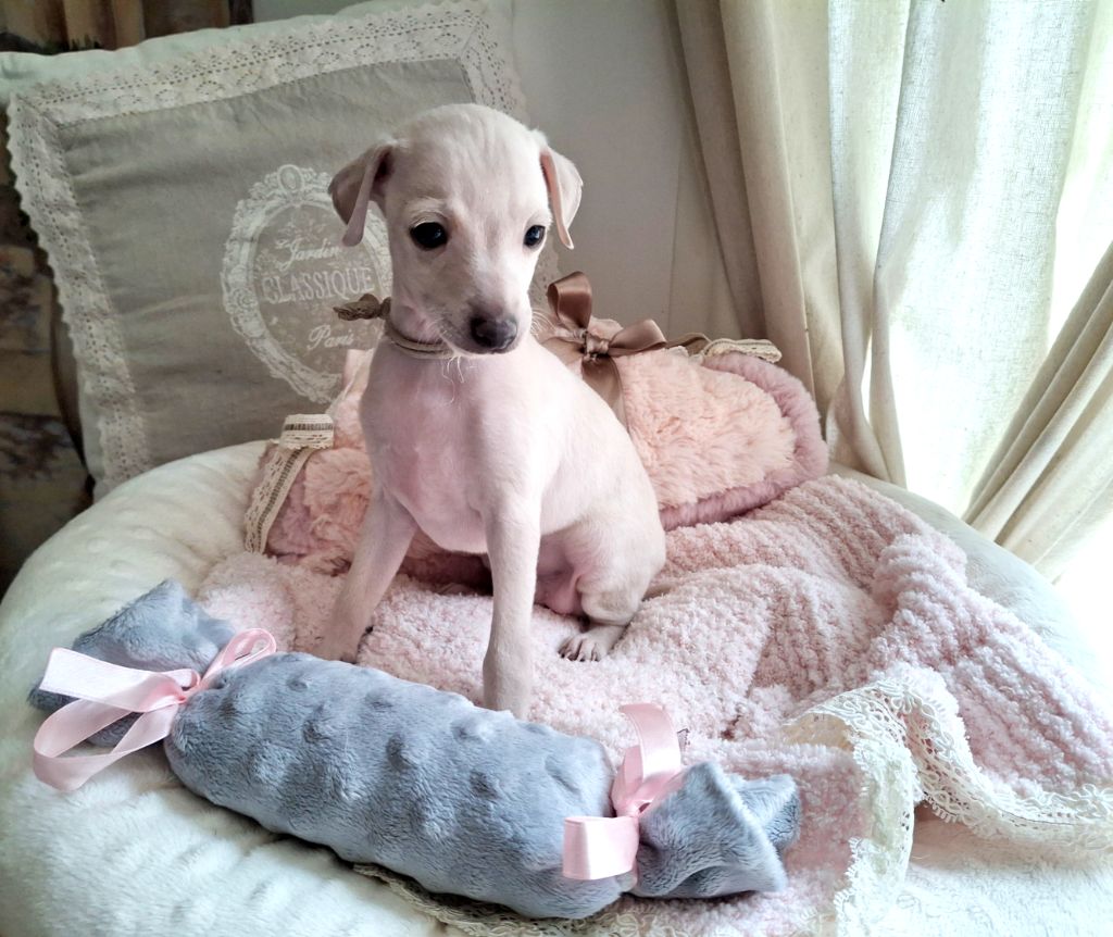 chiot Petit Levrier Italien du Jardin d'Hélios