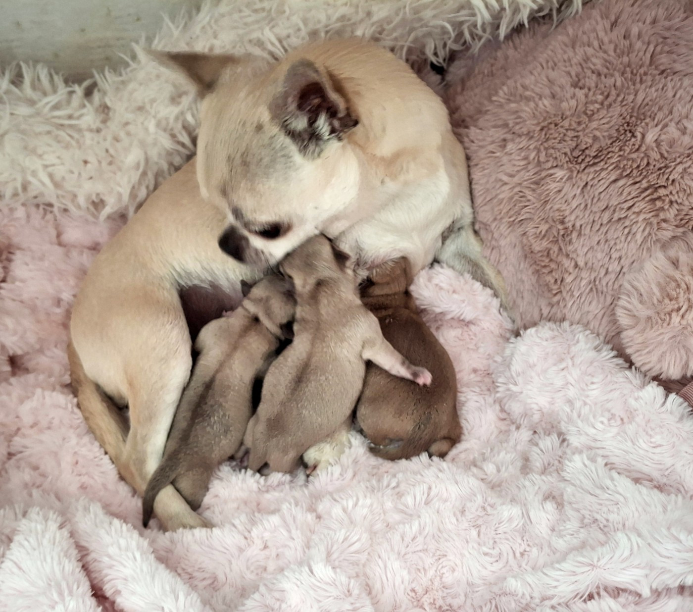 Naissances de 3 jolis bébés chihuahua