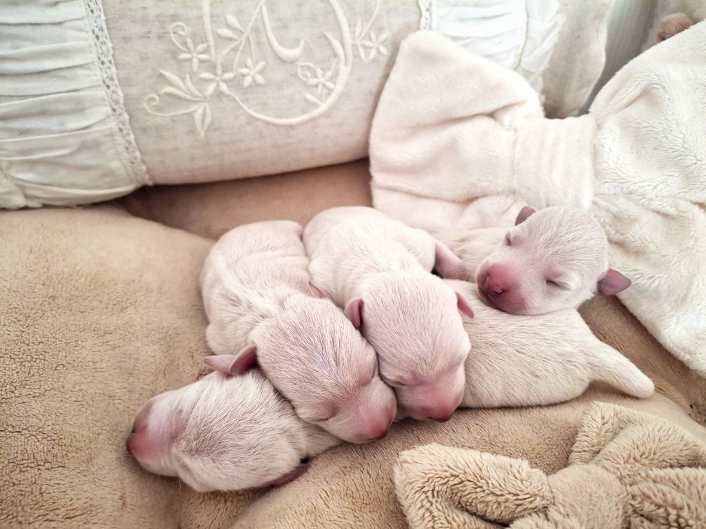 Nouvelles naissances de bebes crèmes au Jardin d'Helios