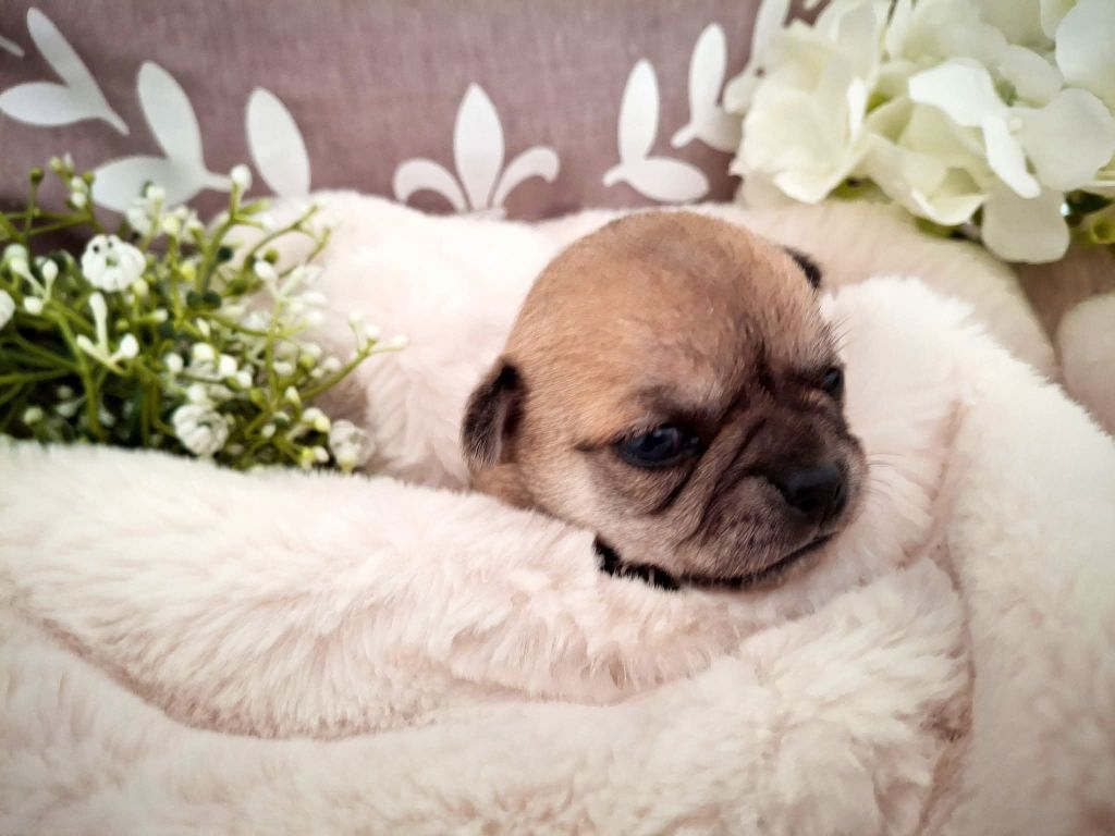 du Jardin d'Hélios - Chiots disponibles - Chihuahua