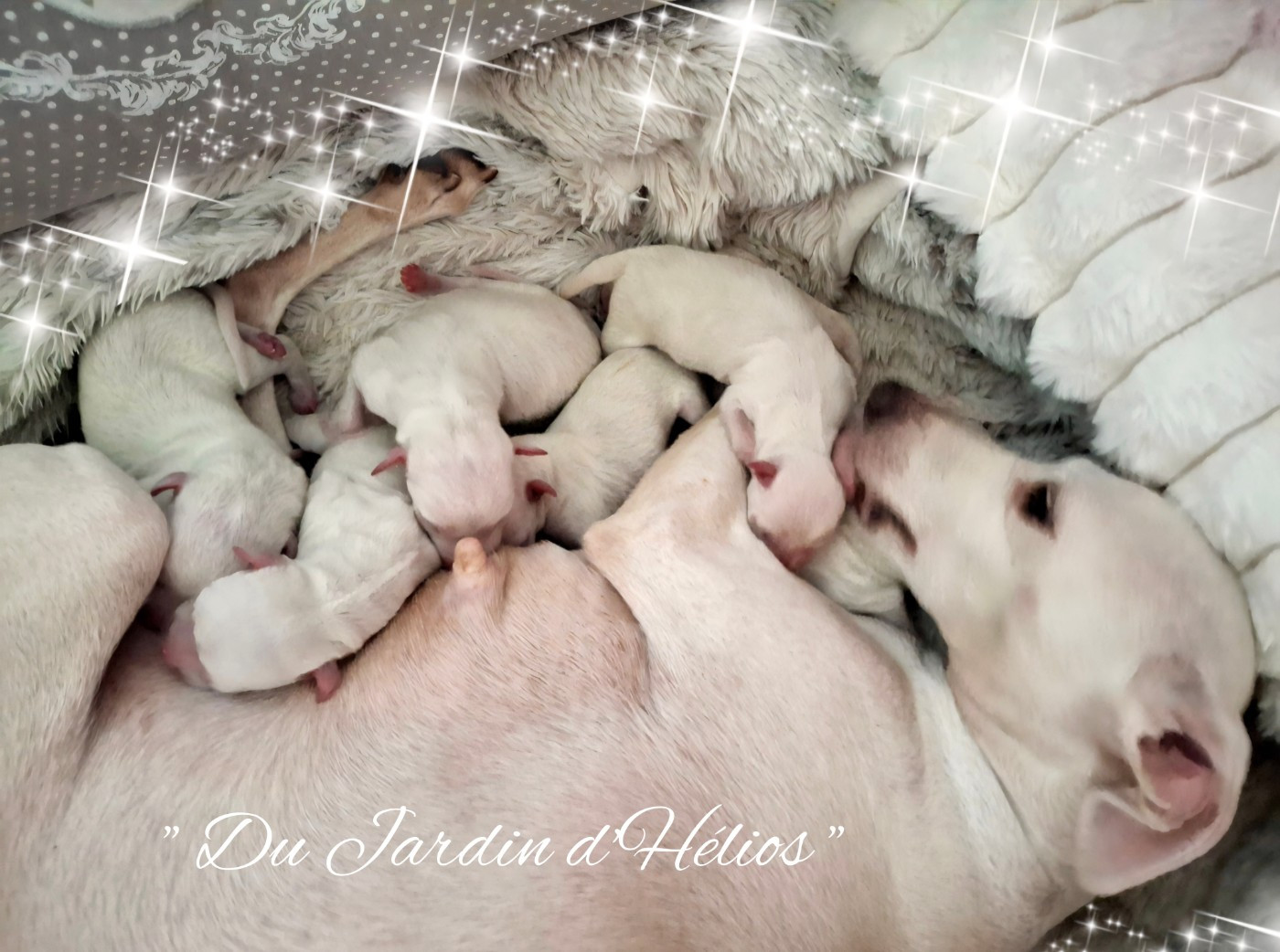 Chiot Petit Levrier Italien du Jardin d'Hélios