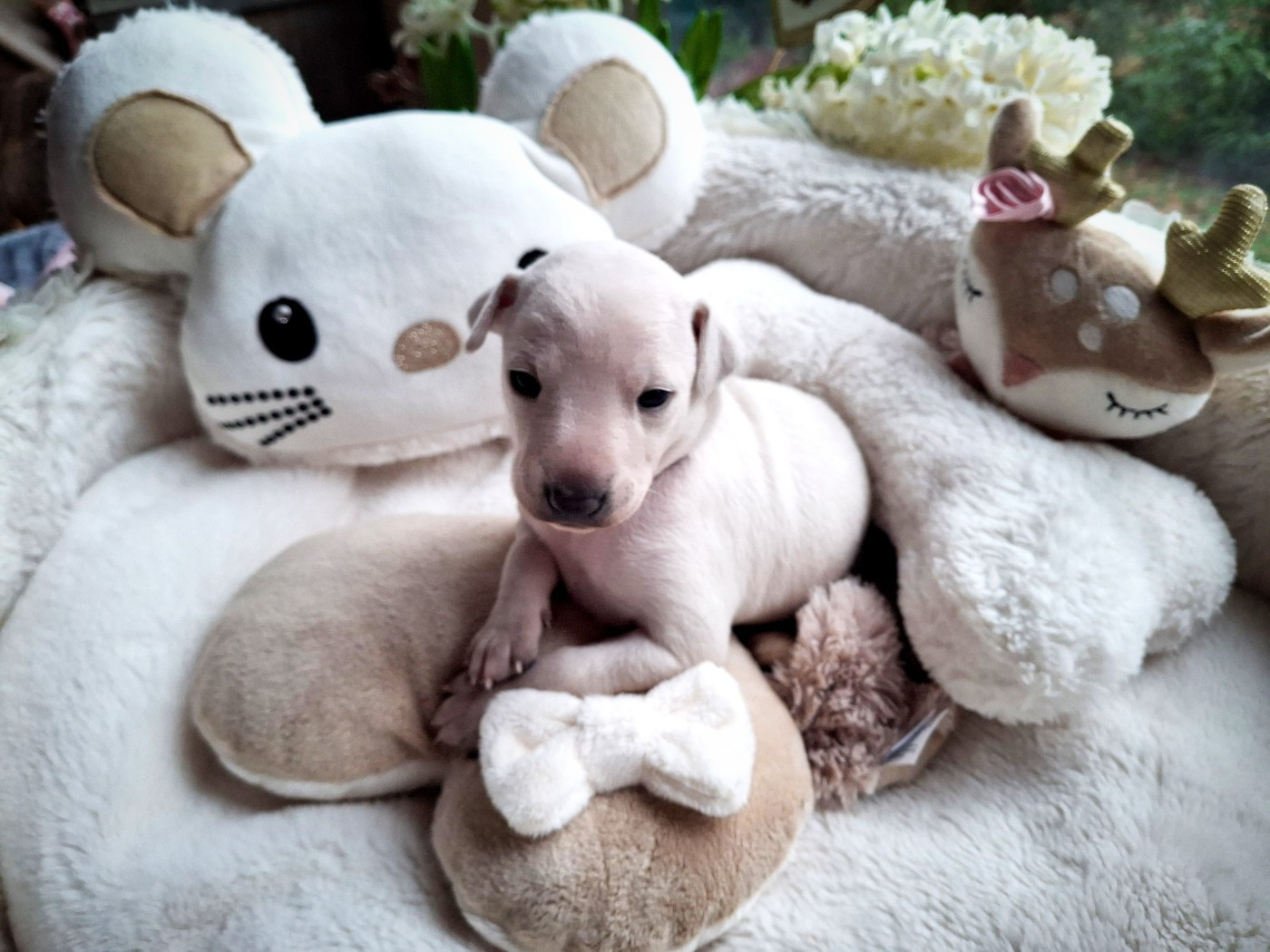 du Jardin d'Hélios - Chiots disponibles - Petit Levrier Italien