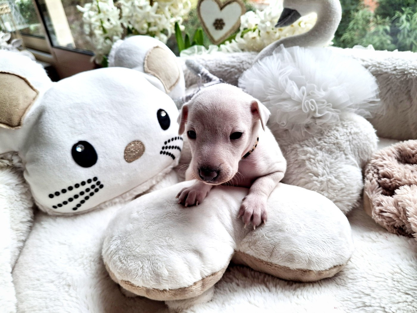 du Jardin d'Hélios - Chiots disponibles - Petit Levrier Italien