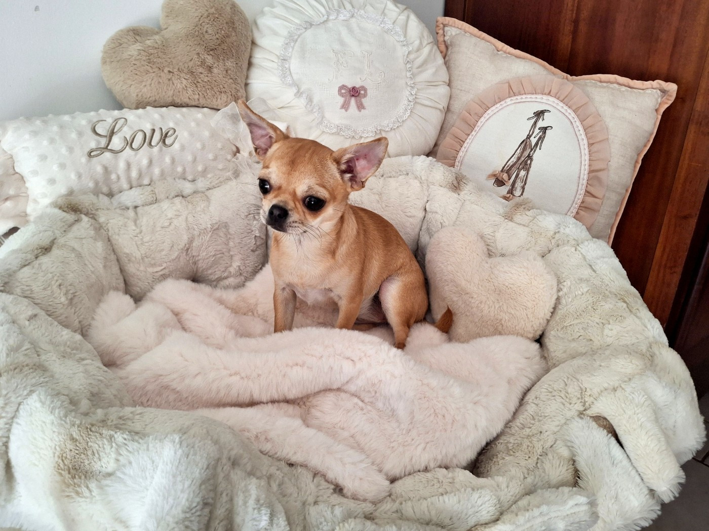 du Jardin d'Hélios - Chiots disponibles - Chihuahua