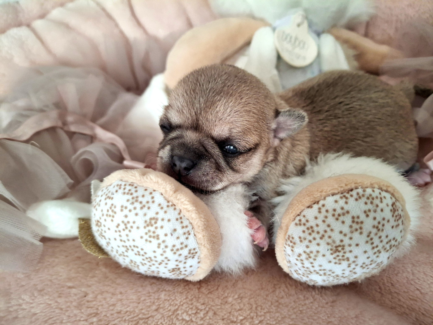 du Jardin d'Hélios - Chiots disponibles - Chihuahua