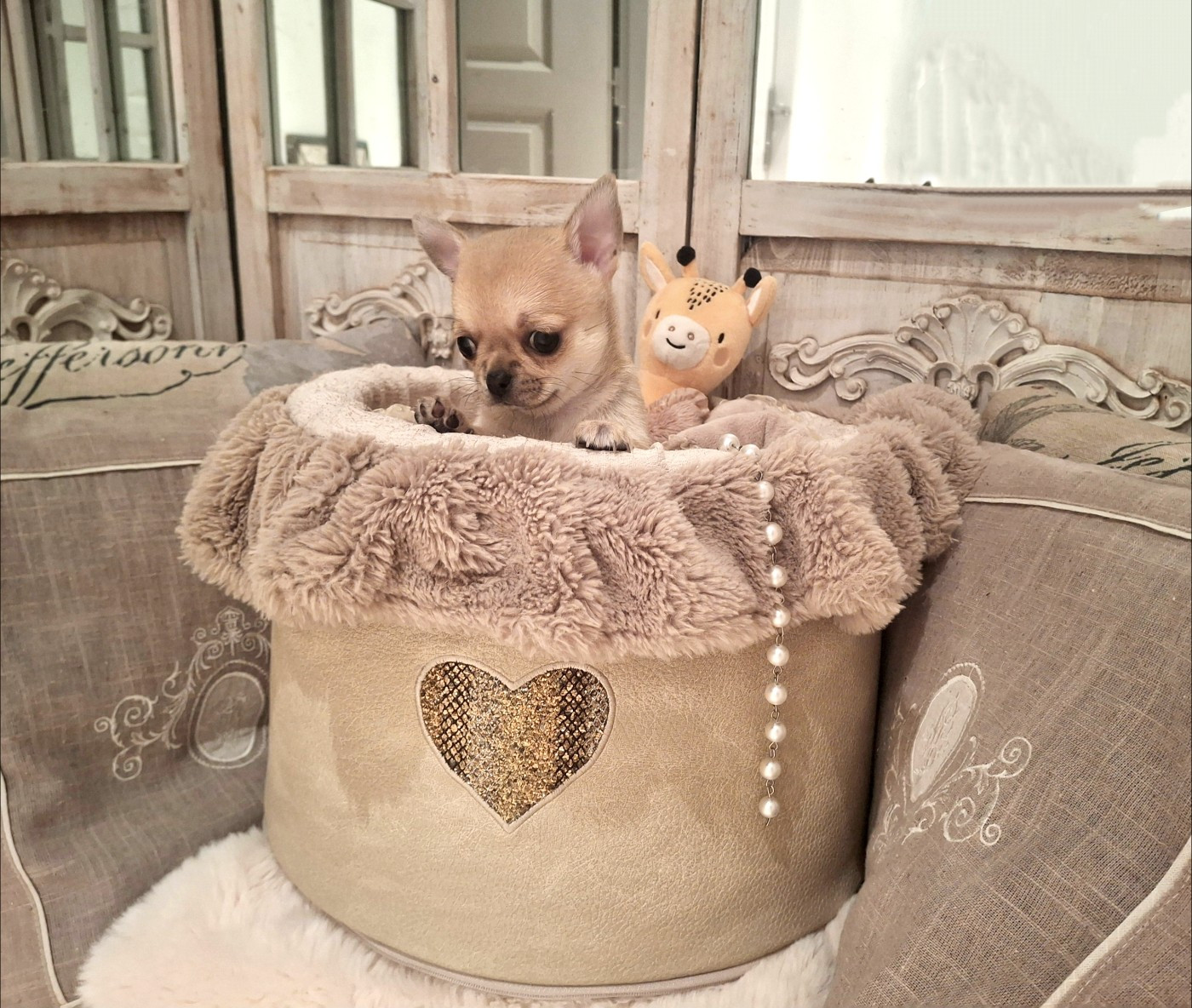 du Jardin d'Hélios - Chiots disponibles - Chihuahua