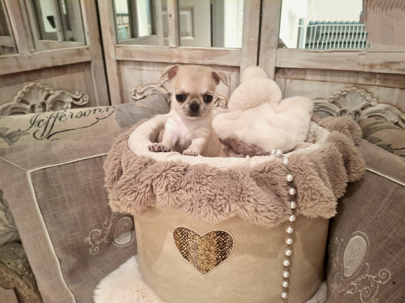 du Jardin d'Hélios - Chiots disponibles - Chihuahua