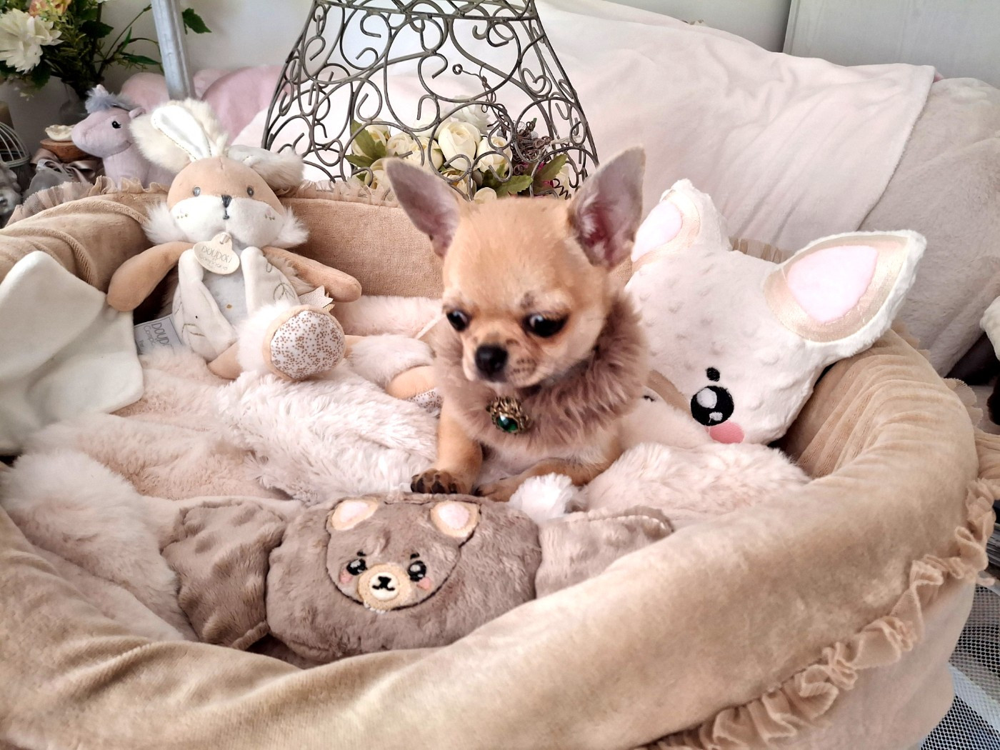 du Jardin d'Hélios - Chiots disponibles - Chihuahua