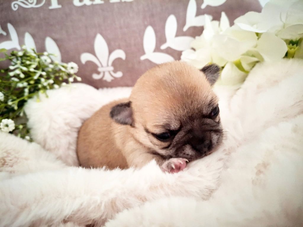 du Jardin d'Hélios - Chiots disponibles - Chihuahua