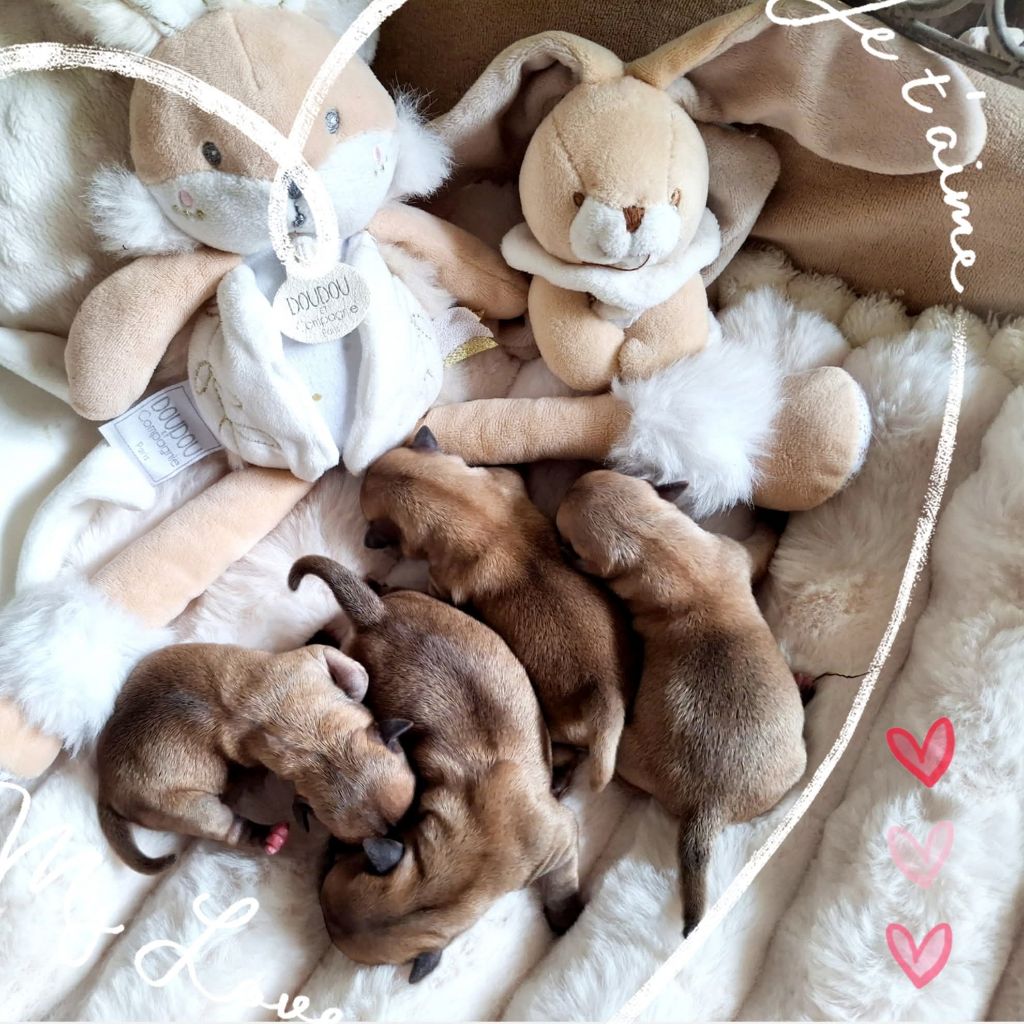 Chiot Chihuahua du Jardin d'Hélios