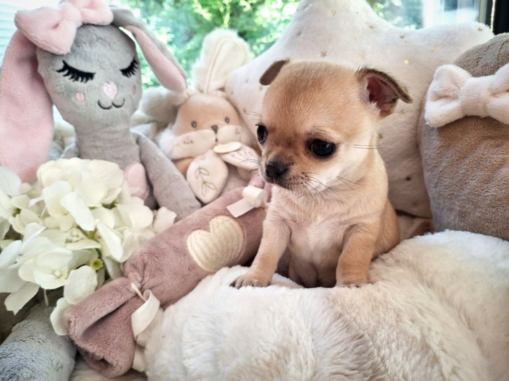 du Jardin d'Hélios - Chiots disponibles - Chihuahua