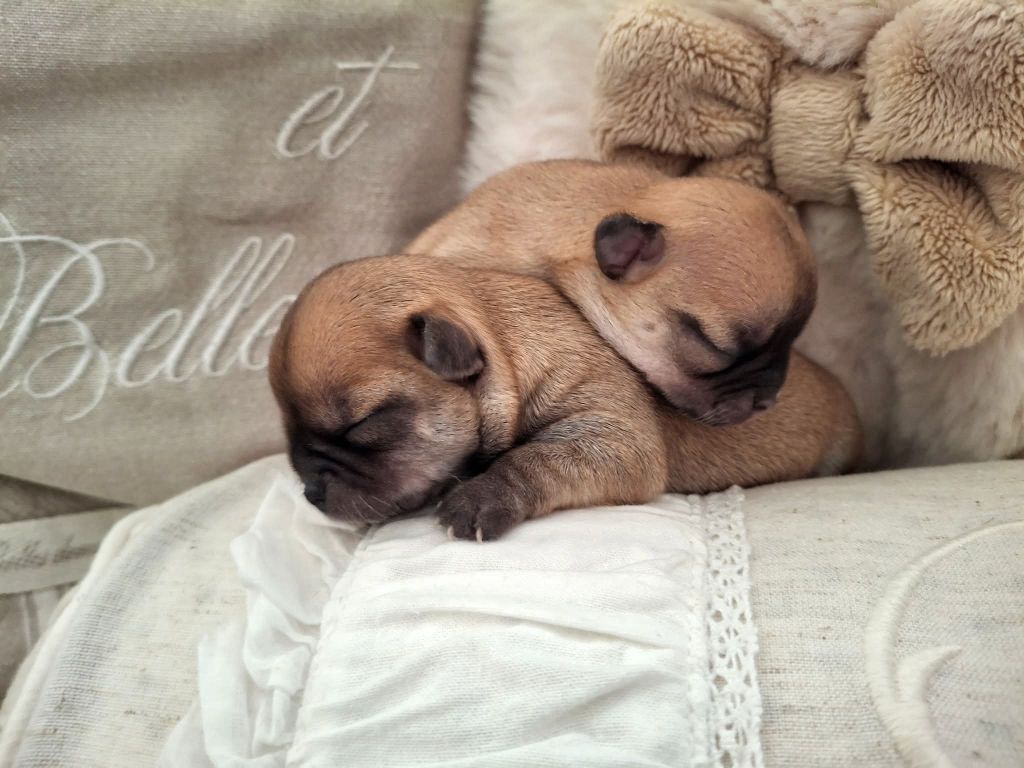 du Jardin d'Hélios - Chiots disponibles - Chihuahua