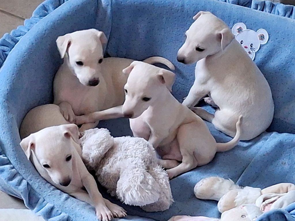 Chiot Petit Levrier Italien du Jardin d'Hélios