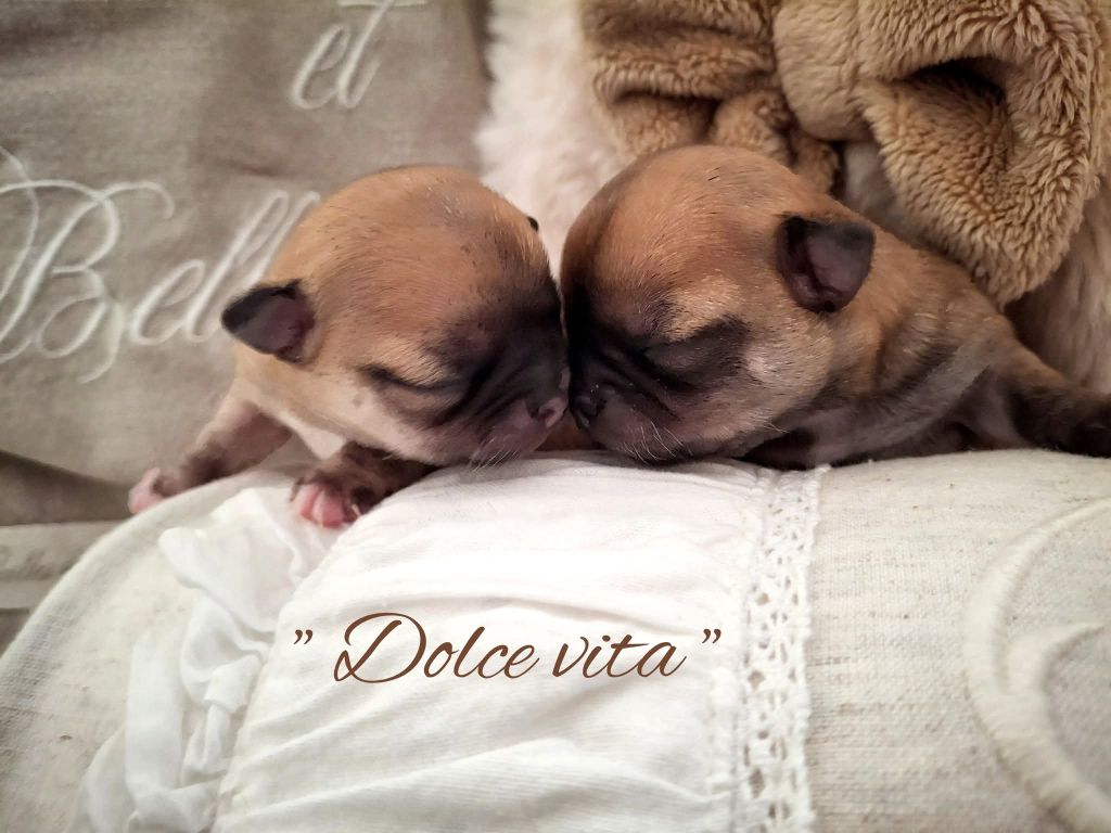 du Jardin d'Hélios - Chiots disponibles - Chihuahua