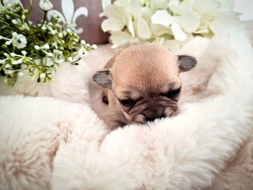 du Jardin d'Hélios - Chiots disponibles - Chihuahua