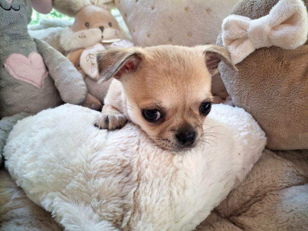 du Jardin d'Hélios - Chiots disponibles - Chihuahua