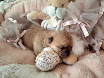 Chiot N°2