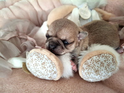 Chiot N°3