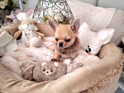 Chiot N°1