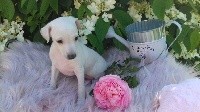 CHIOT