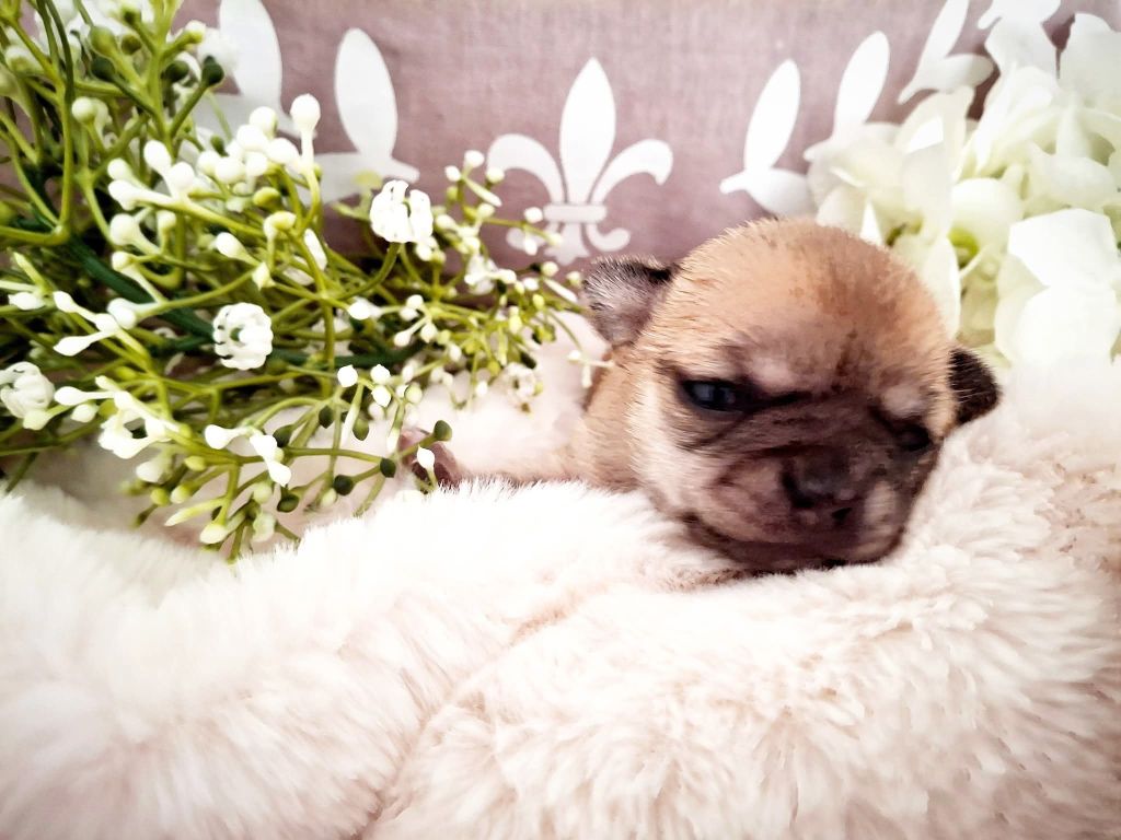 du Jardin d'Hélios - Chiots disponibles - Chihuahua
