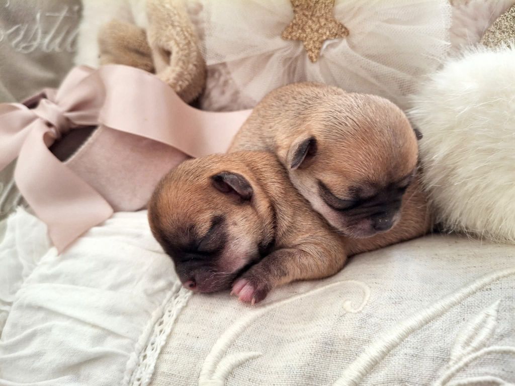 du Jardin d'Hélios - Chiots disponibles - Chihuahua