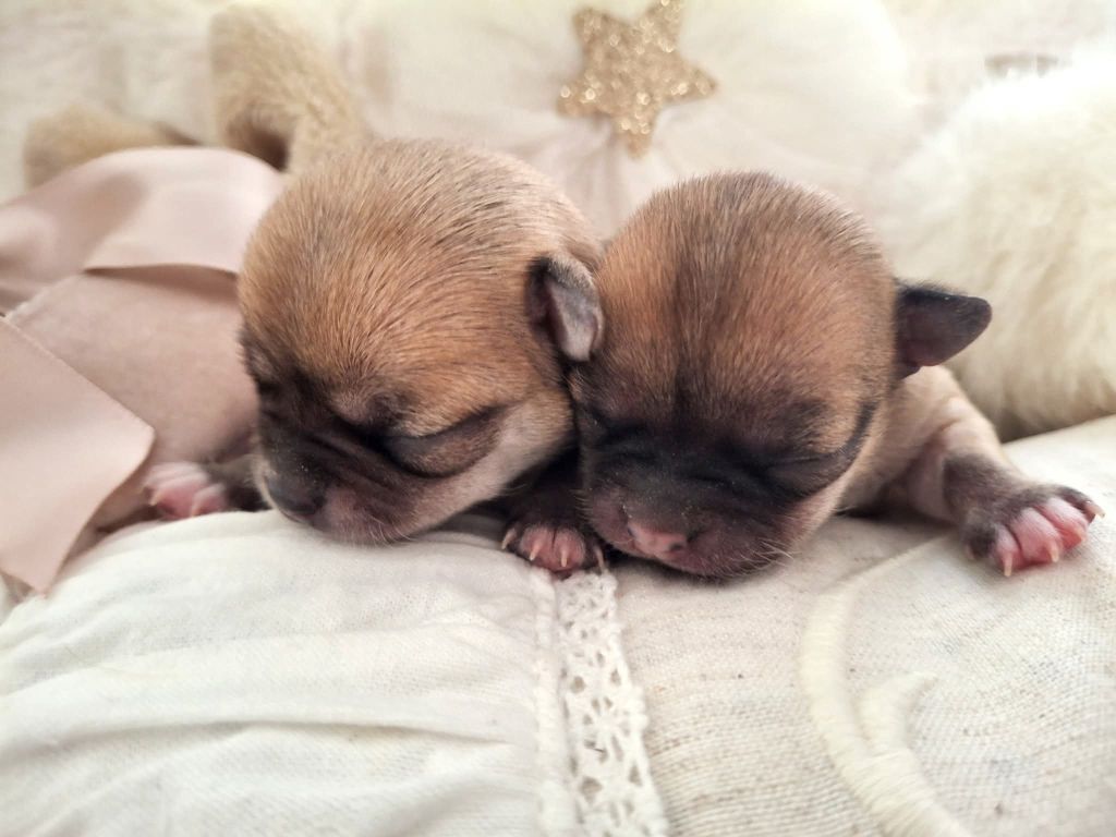 du Jardin d'Hélios - Chiots disponibles - Chihuahua