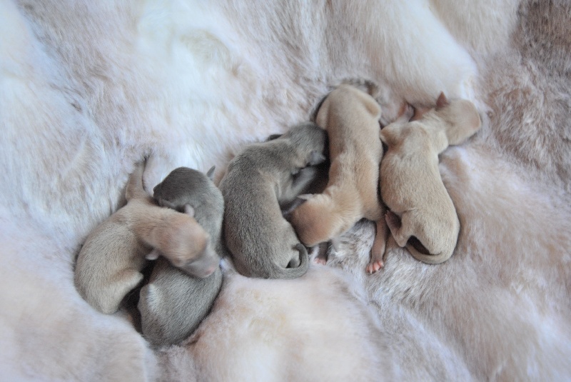 Chiot Petit Levrier Italien du Jardin d'Hélios
